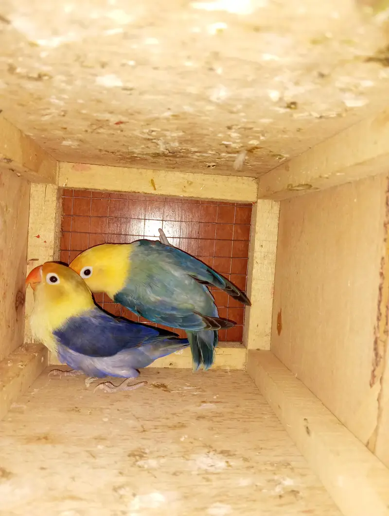 love bird breeder pairs for sale — photo 6