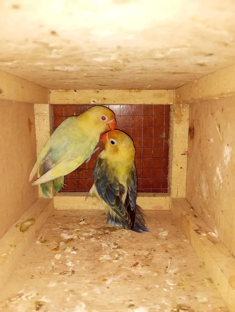 love bird breeder pairs for sale — photo 7