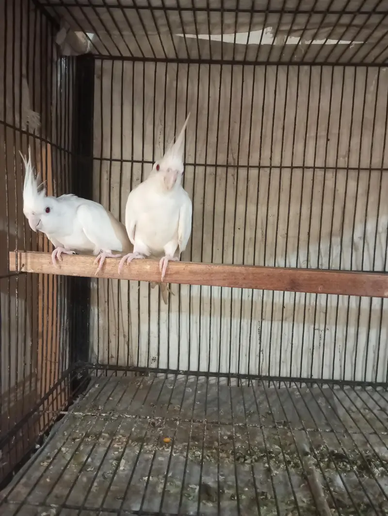 love bird breeder pairs for sale — photo 8