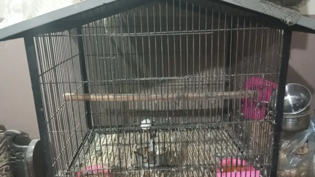 love bird breeder pairs for sale — photo 9