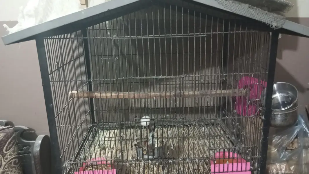 love bird breeder pairs for sale — photo 10
