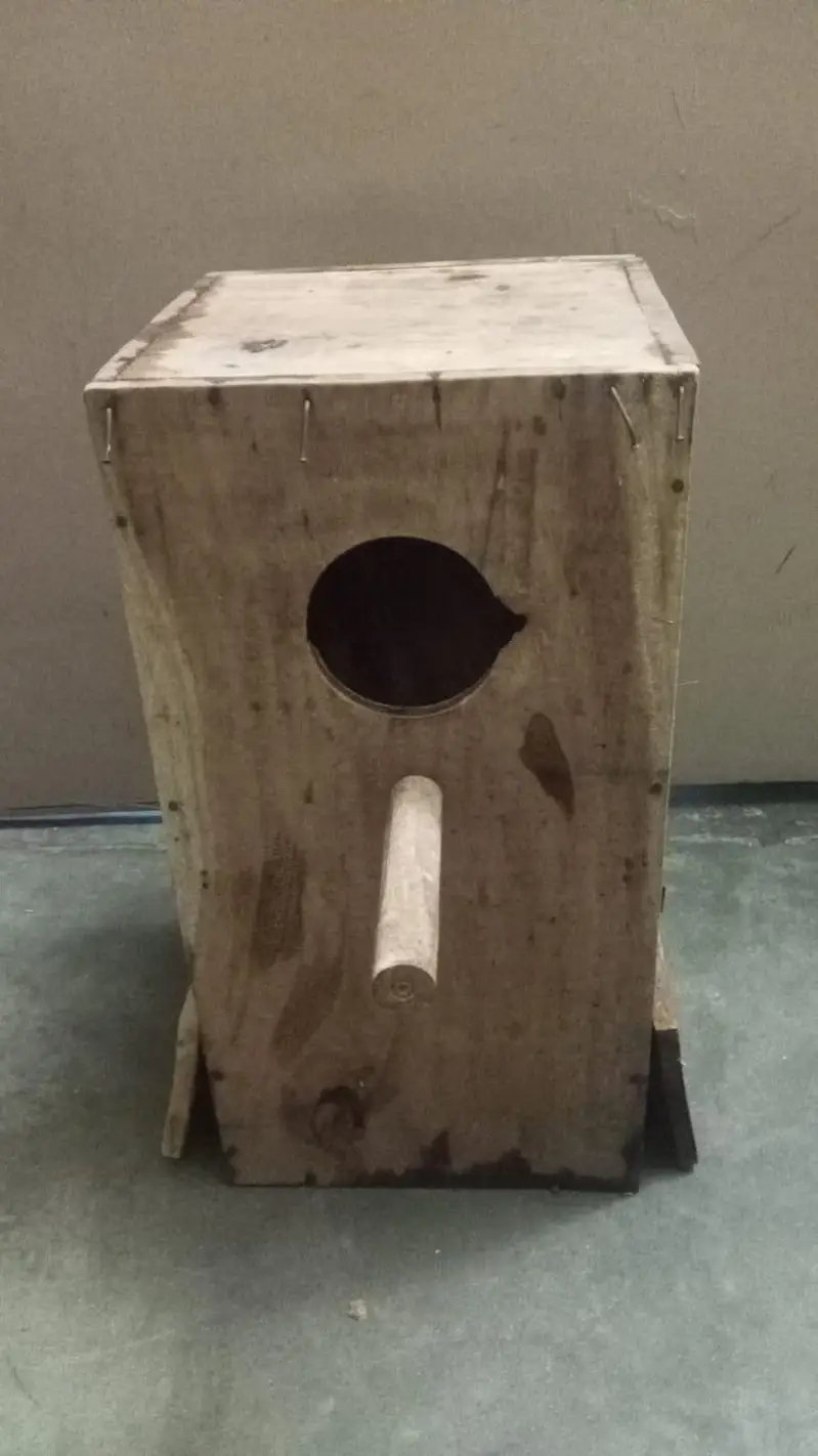 love bird breeder pairs for sale — photo 11