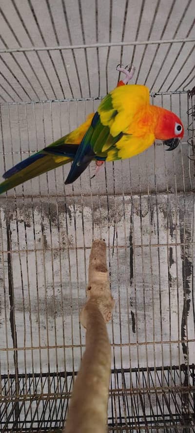 Sunconure red factor male