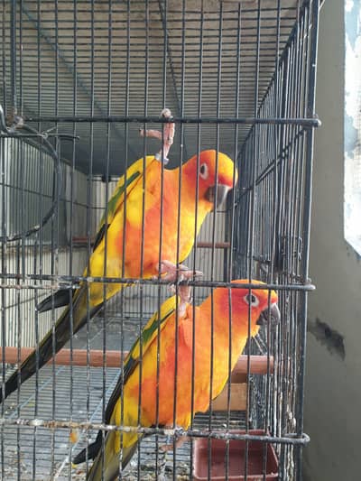 SunConure Adult Males High RedFactor