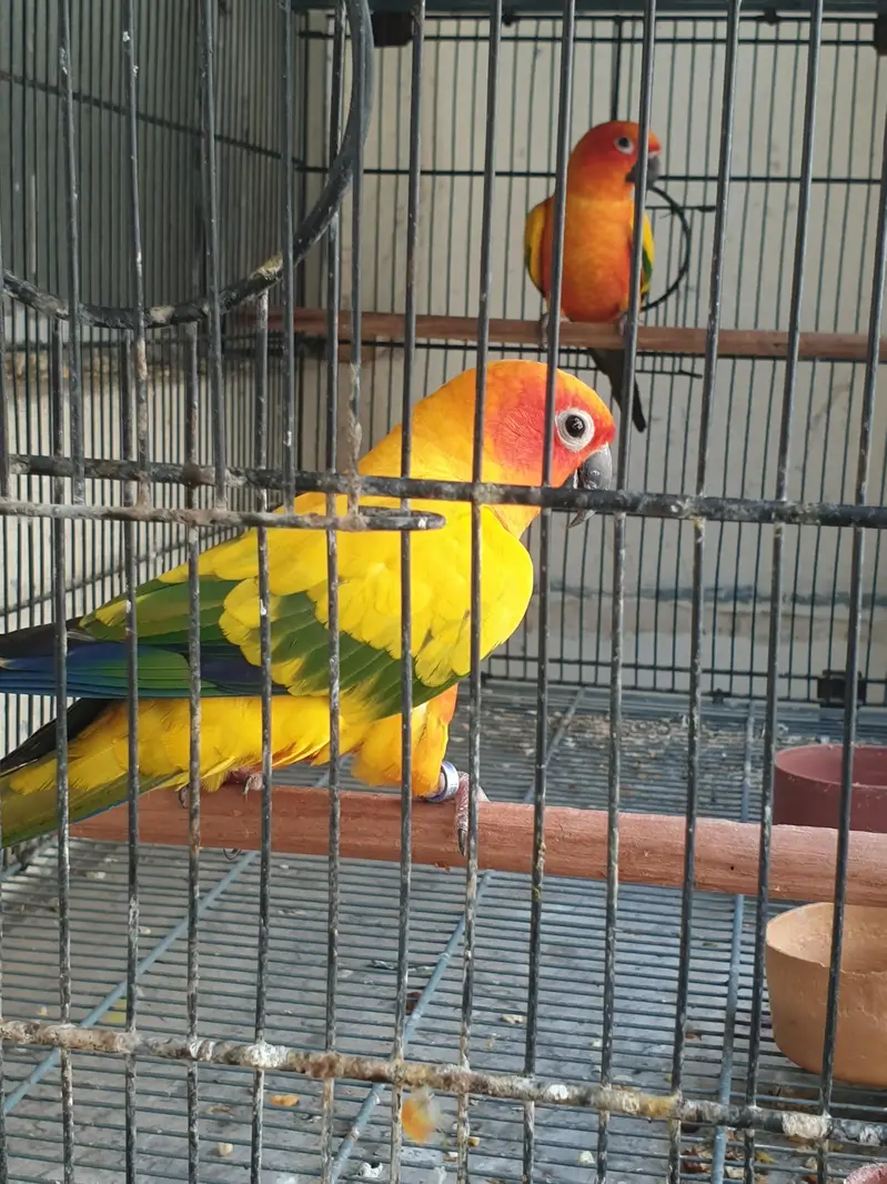 SunConure Adult Males High RedFactor — photo 3