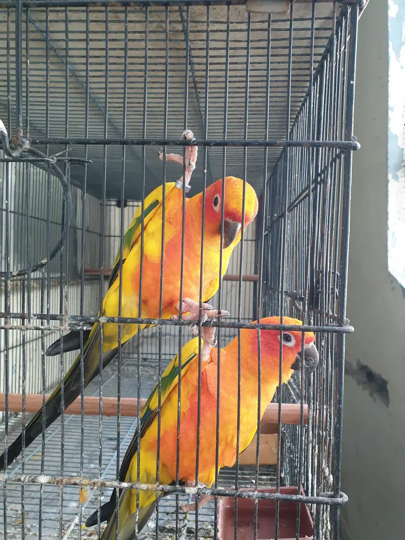 SunConure Adult Males High RedFactor — photo 4