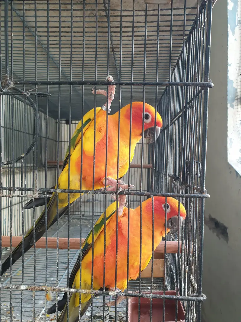 SunConure Adult Males High RedFactor — photo 7