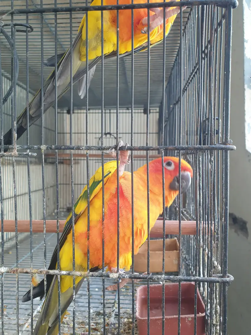 SunConure Adult Males High RedFactor — photo 8