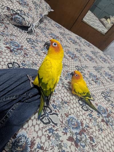 FULLY TAMED SUNCONURE BREEDER PAIR
