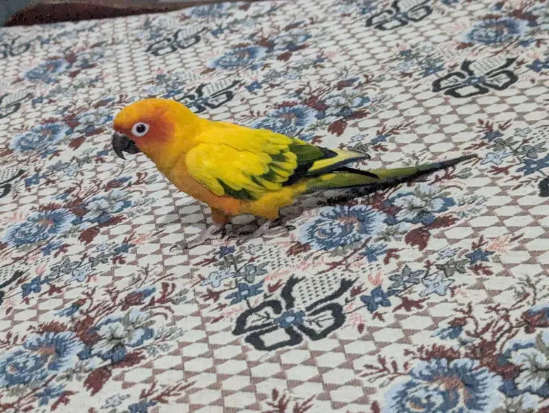 FULLY TAMED SUNCONURE BREEDER PAIR — photo 2