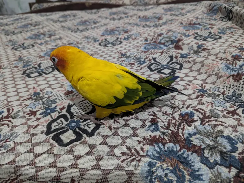 FULLY TAMED SUNCONURE BREEDER PAIR — photo 3