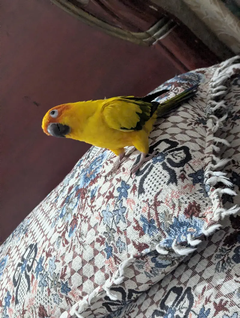 FULLY TAMED SUNCONURE BREEDER PAIR — photo 4