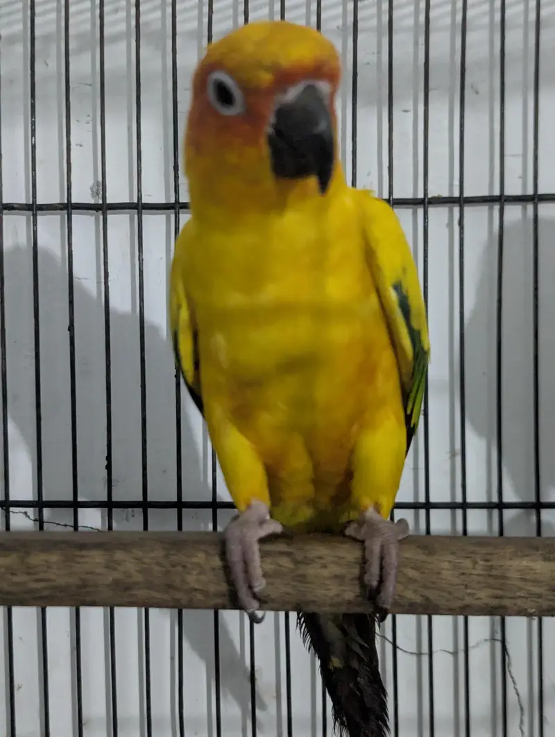 FULLY TAMED SUNCONURE BREEDER PAIR — photo 5