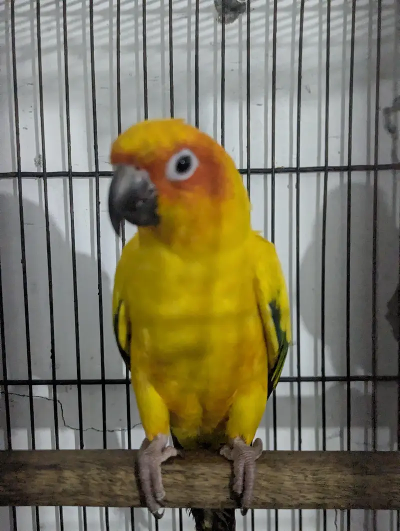 FULLY TAMED SUNCONURE BREEDER PAIR — photo 6