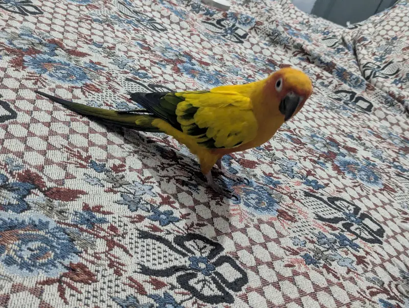 FULLY TAMED SUNCONURE BREEDER PAIR — photo 7