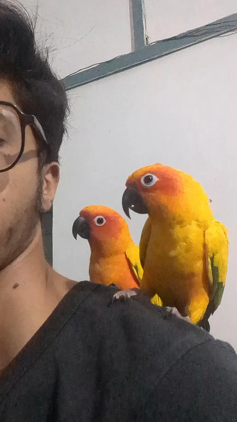 FULLY TAMED SUNCONURE BREEDER PAIR — photo 8
