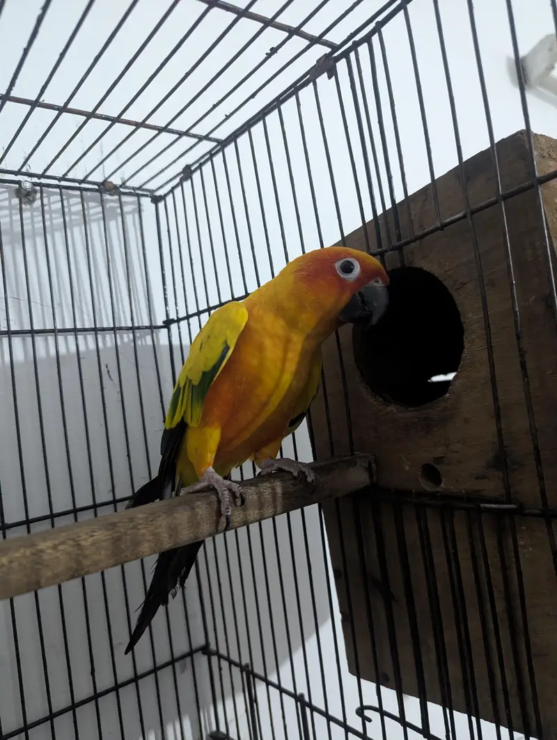 FULLY TAMED SUNCONURE BREEDER PAIR — photo 9
