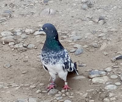 Two bands in feet female pigeon