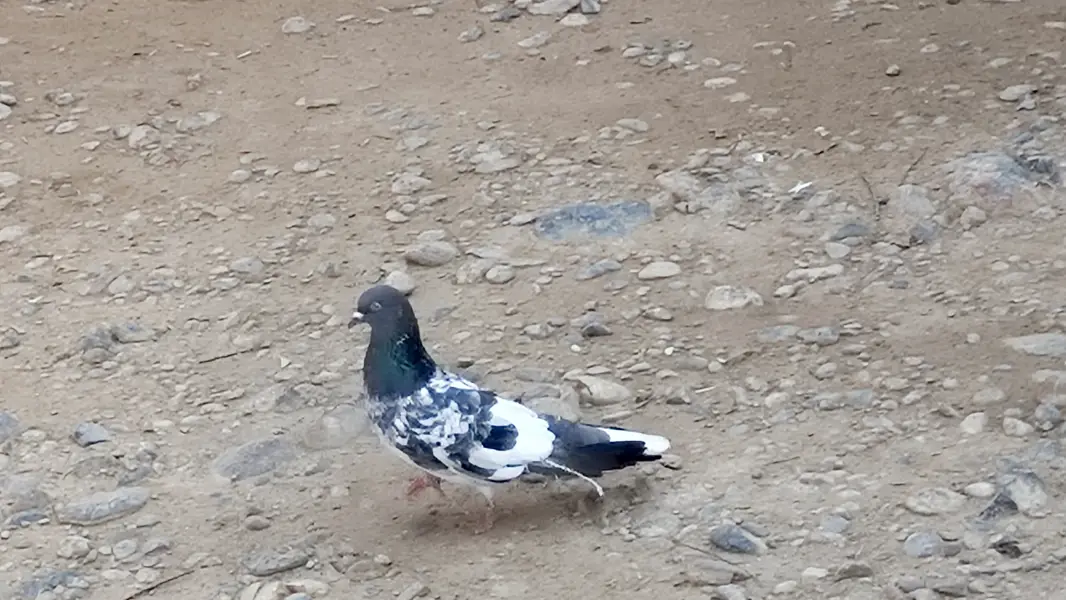 Two bands in feet female pigeon — photo 2