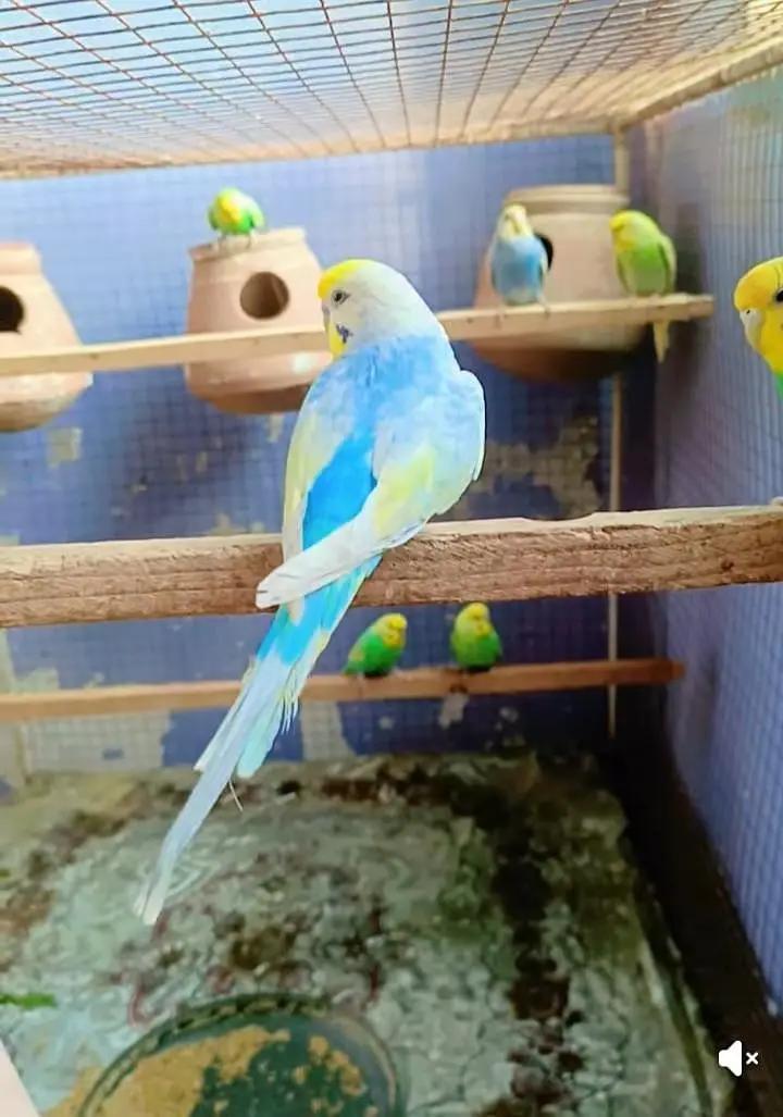 Rainbow adult pairs available — photo 4