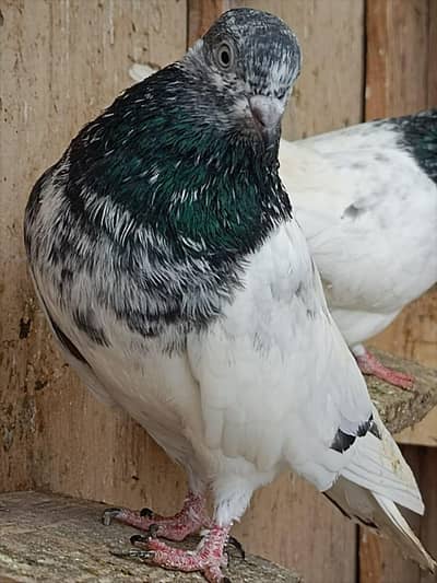 High Flyer Pigeons