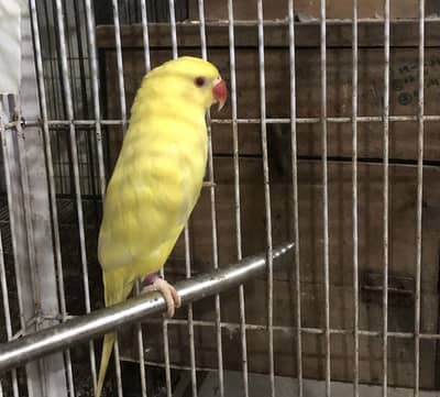 Yellow ringneck mail