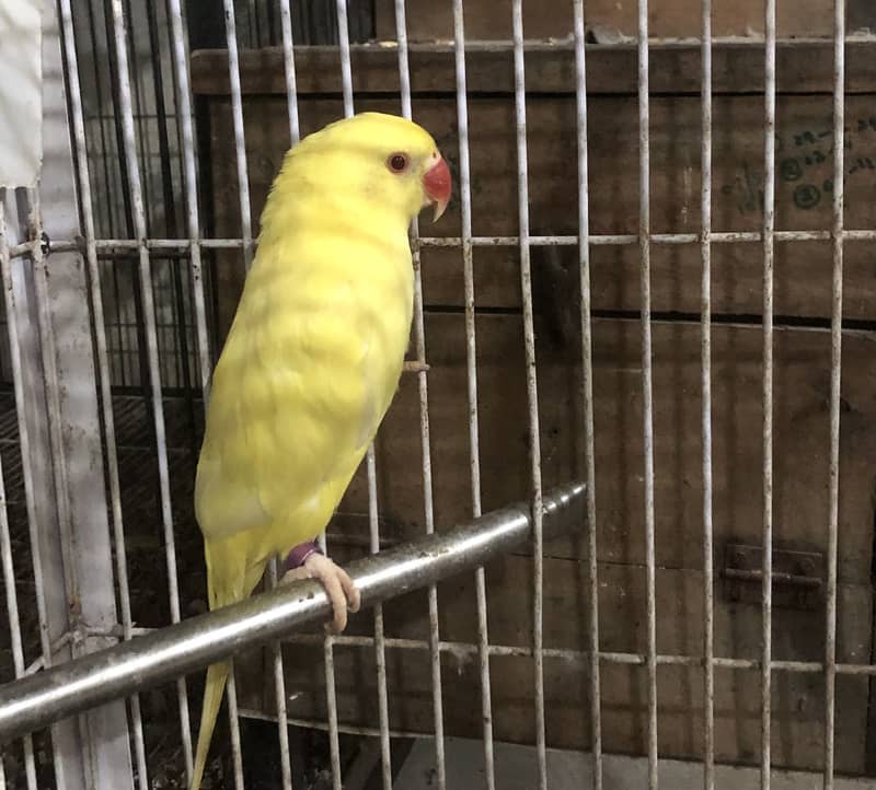 Yellow ringneck mail 0