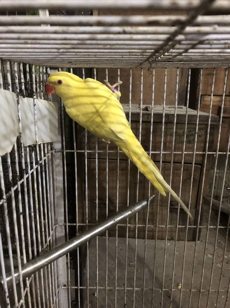 Yellow ringneck mail 2