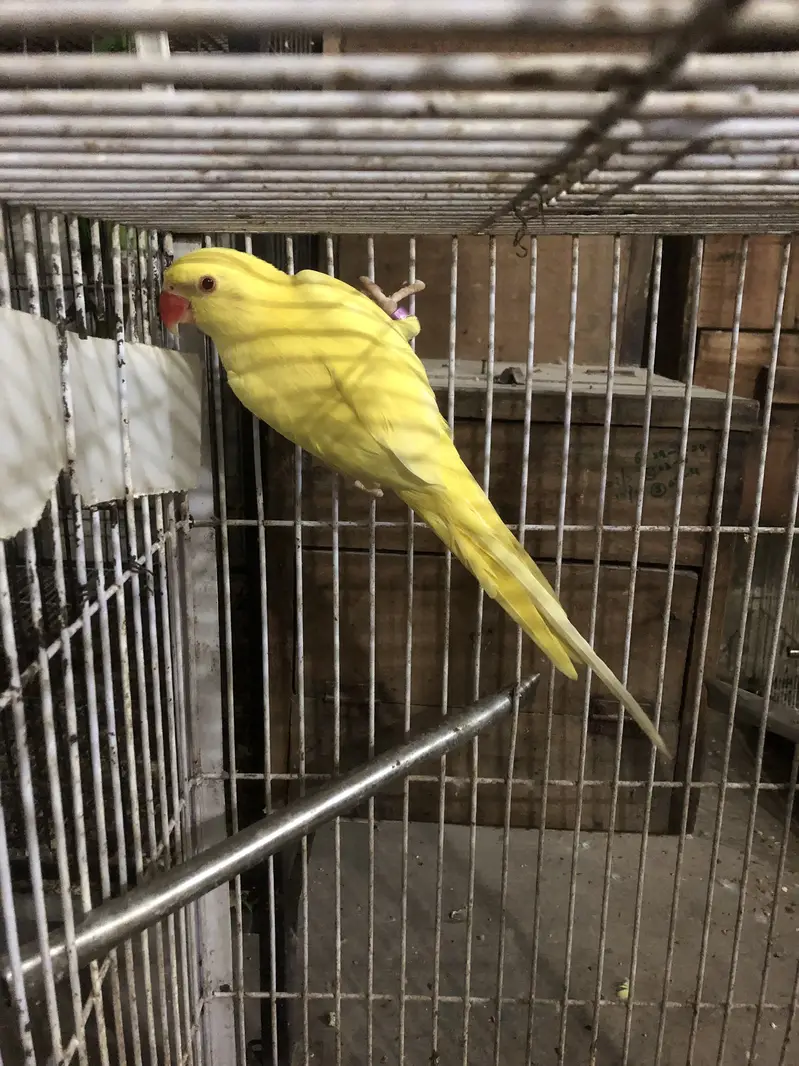 Yellow ringneck mail — photo 3