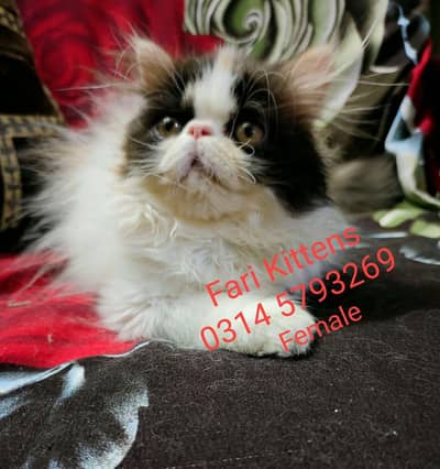 Peke Female and Male kittens for sale