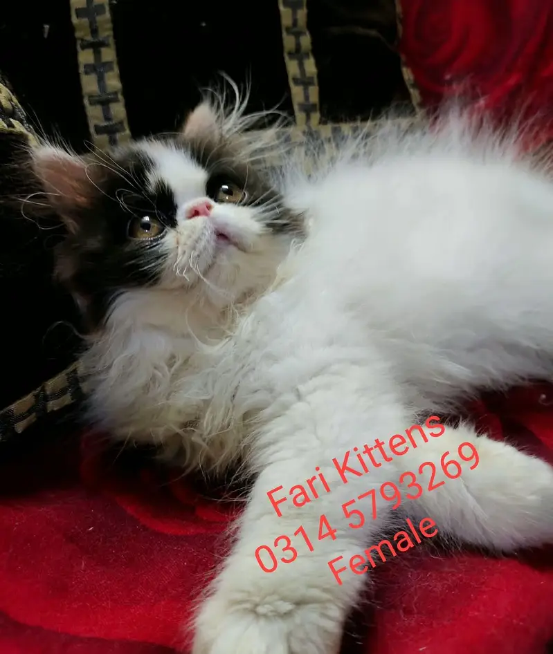 Peke Female and Male kittens for sale — photo 2