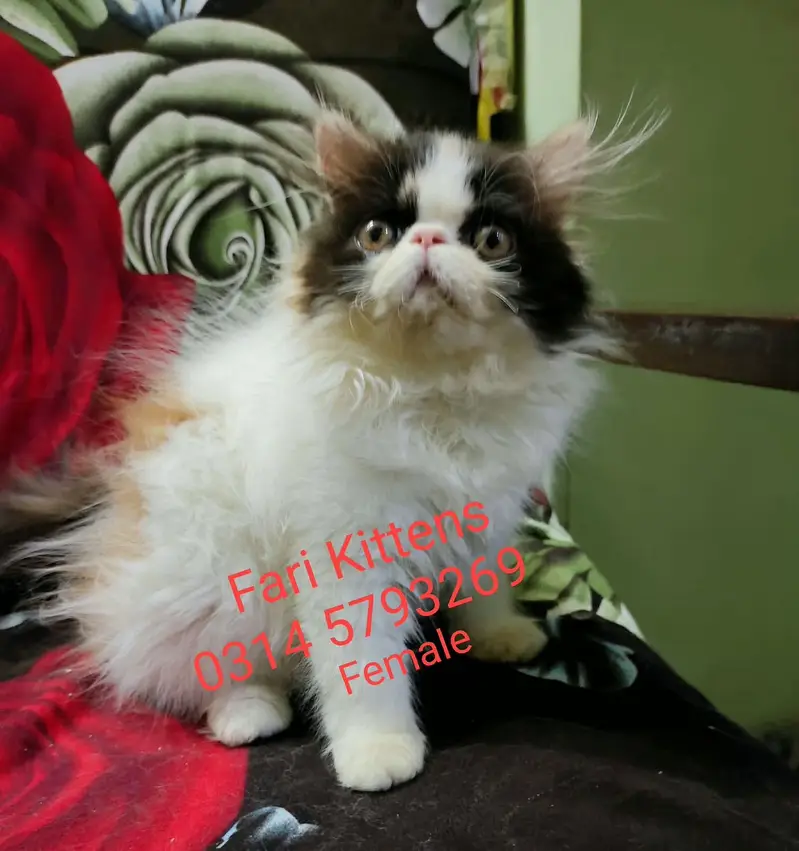 Peke Female and Male kittens for sale — photo 3