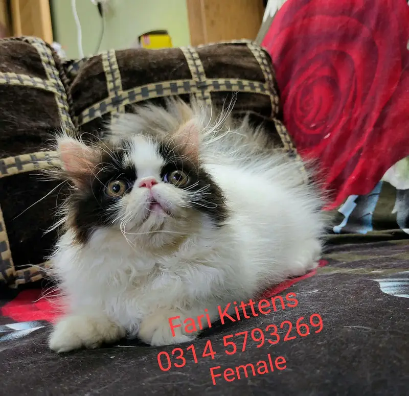 Peke Female and Male kittens for sale — photo 4