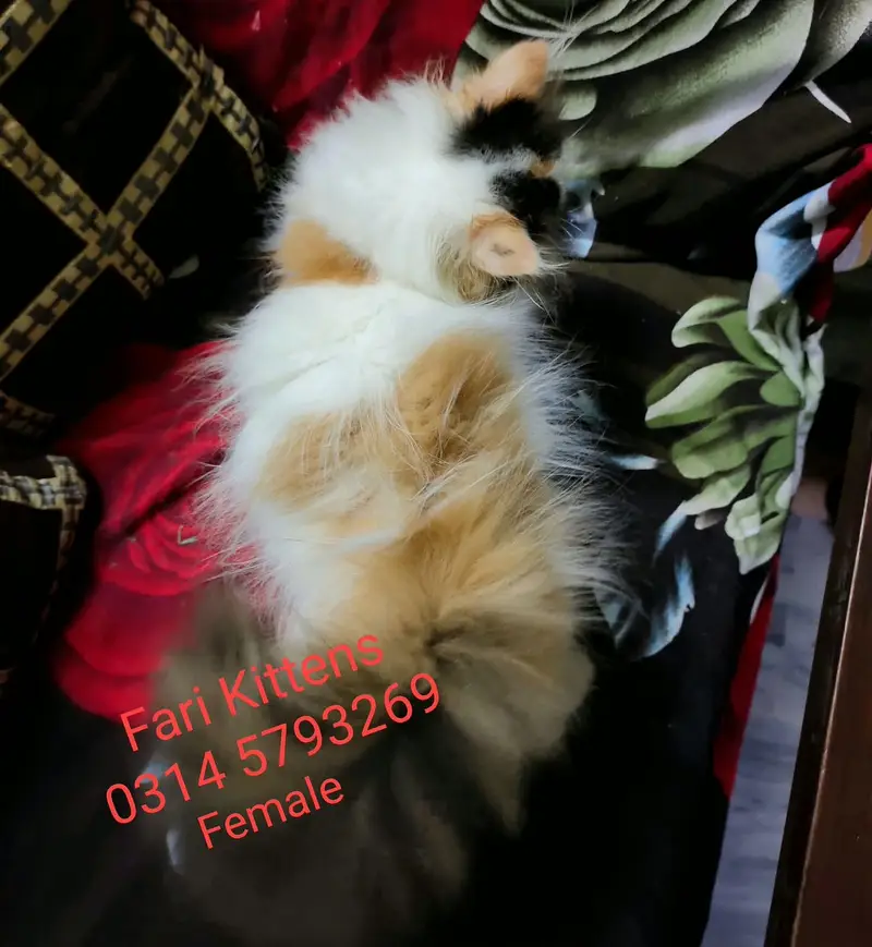 Peke Female and Male kittens for sale — photo 5