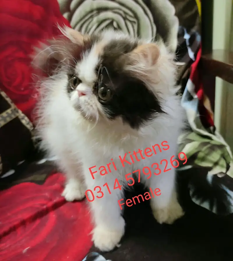 Peke Female and Male kittens for sale — photo 6