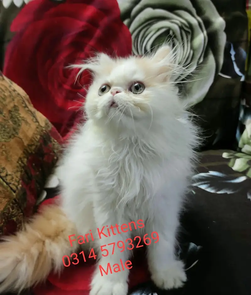 Peke Female and Male kittens for sale — photo 7