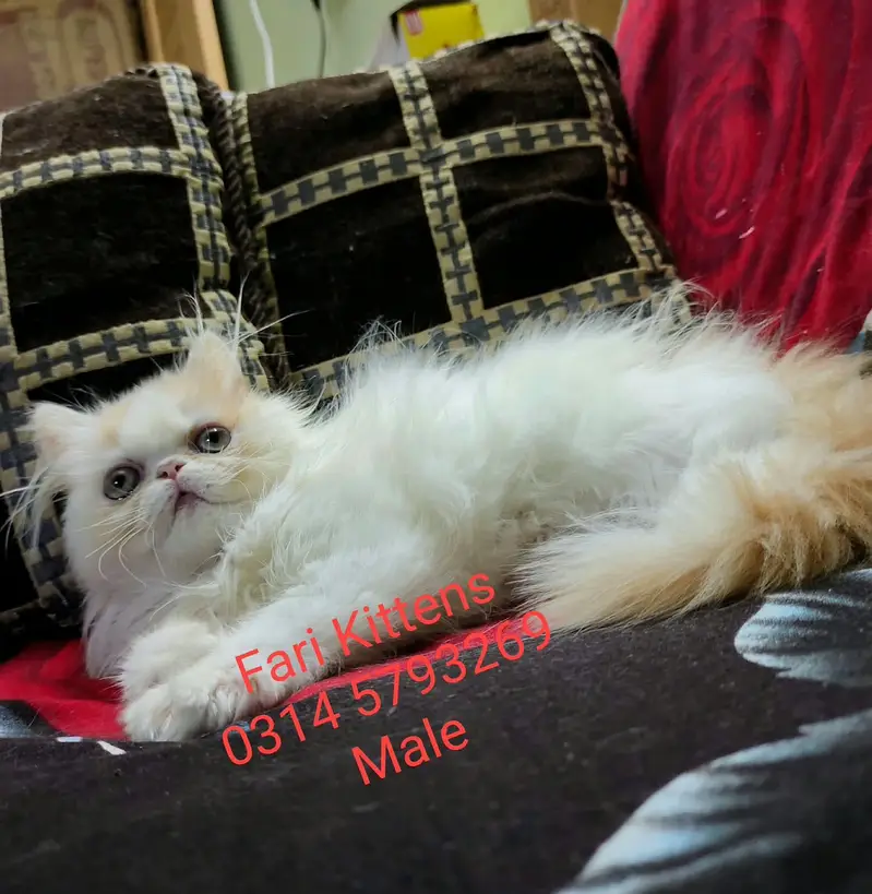 Peke Female and Male kittens for sale — photo 8