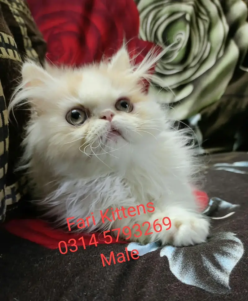 Peke Female and Male kittens for sale — photo 9