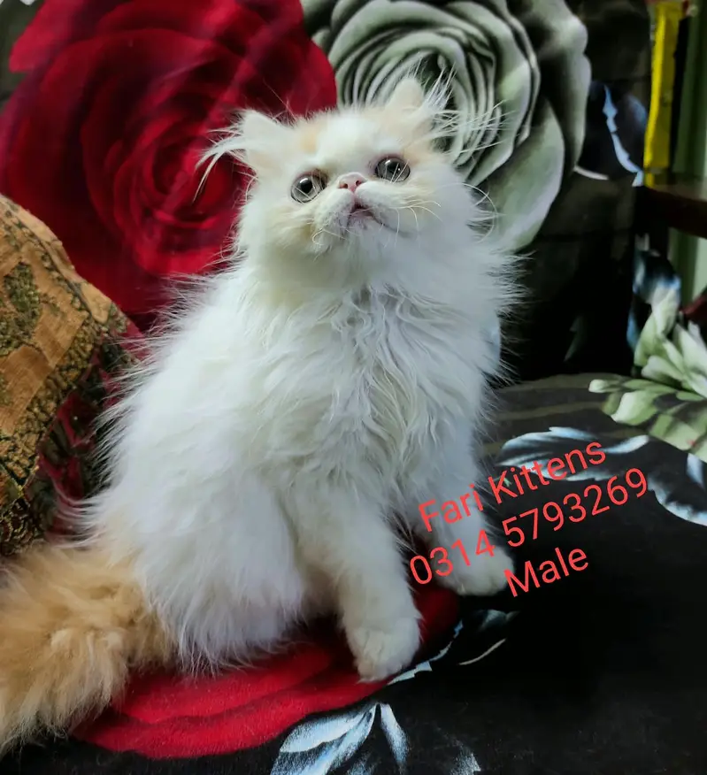 Peke Female and Male kittens for sale — photo 10