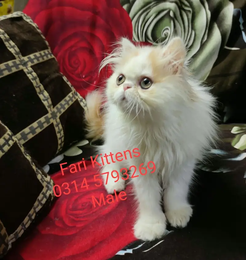 Peke Female and Male kittens for sale — photo 11