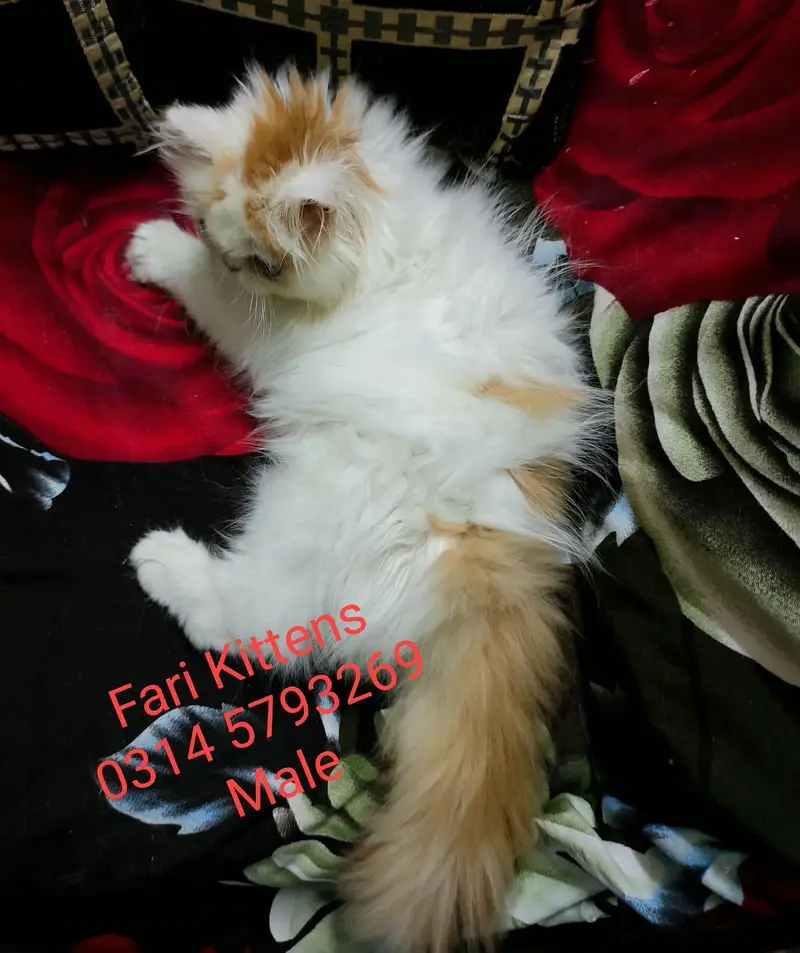 Peke Female and Male kittens for sale — photo 12