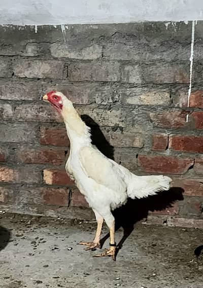 White Shamo female for sale