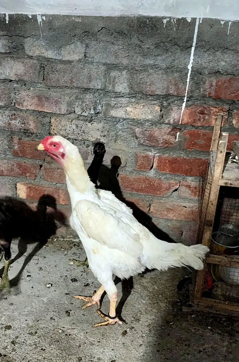 White Shamo female for sale — photo 2