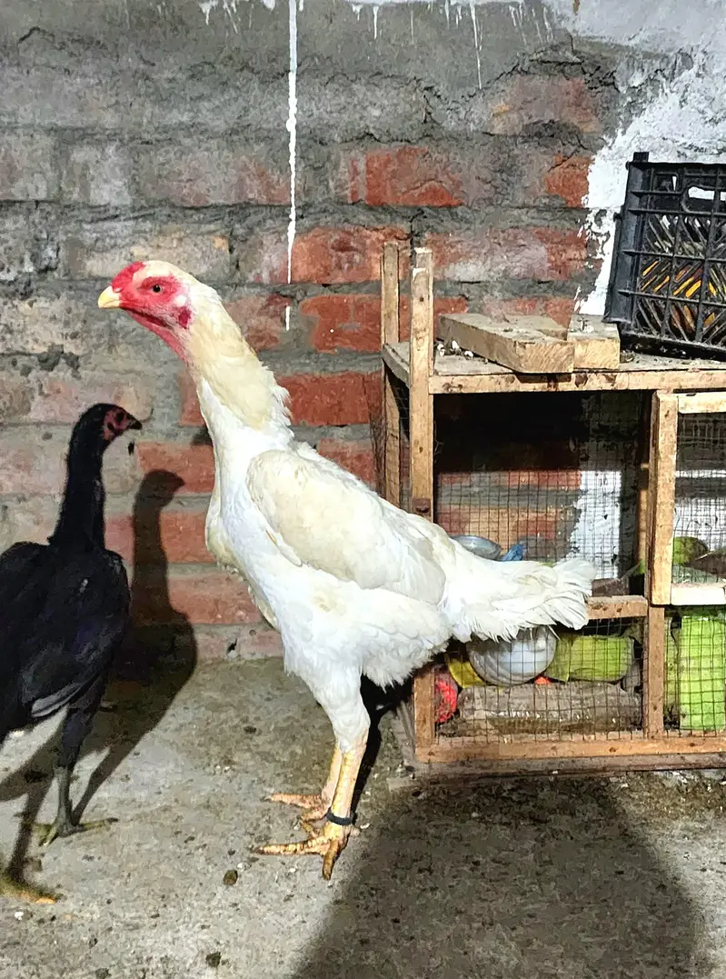 White Shamo female for sale — photo 3