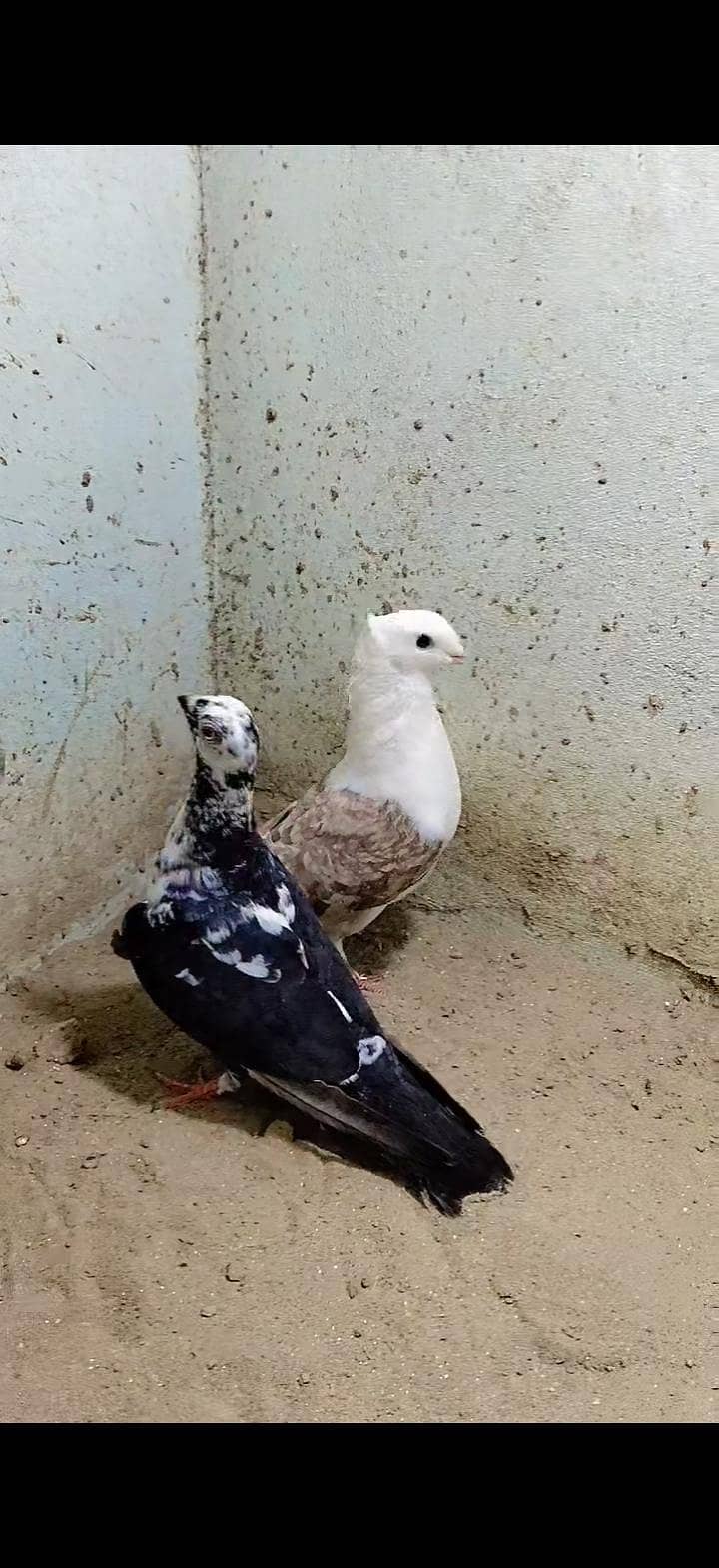 doorbeen 1