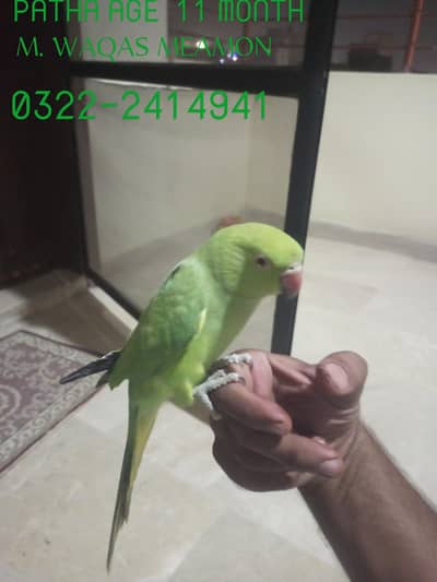 I am selling my talking and tame parrots PLEASE READ ADD FIRST.