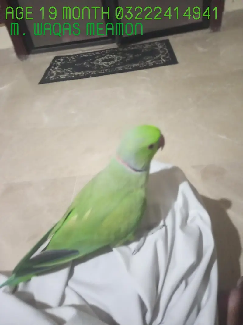 I am selling my talking and tame parrots PLEASE READ ADD FIRST. — photo 2