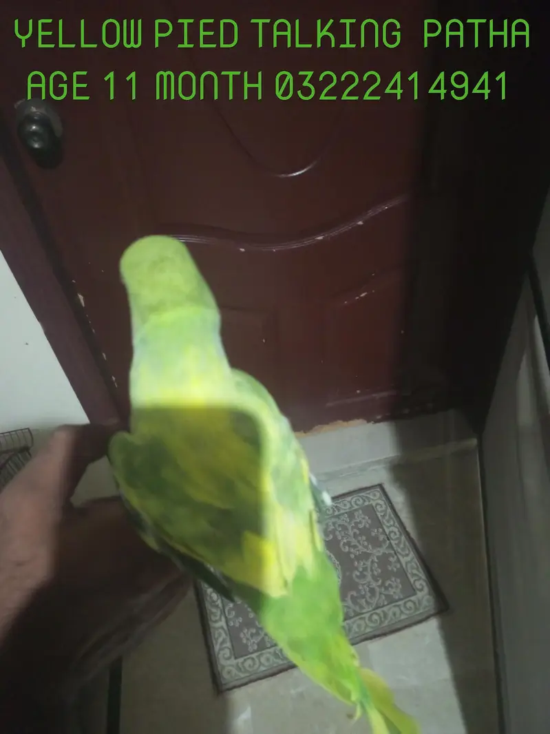 I am selling my talking and tame parrots PLEASE READ ADD FIRST. — photo 3
