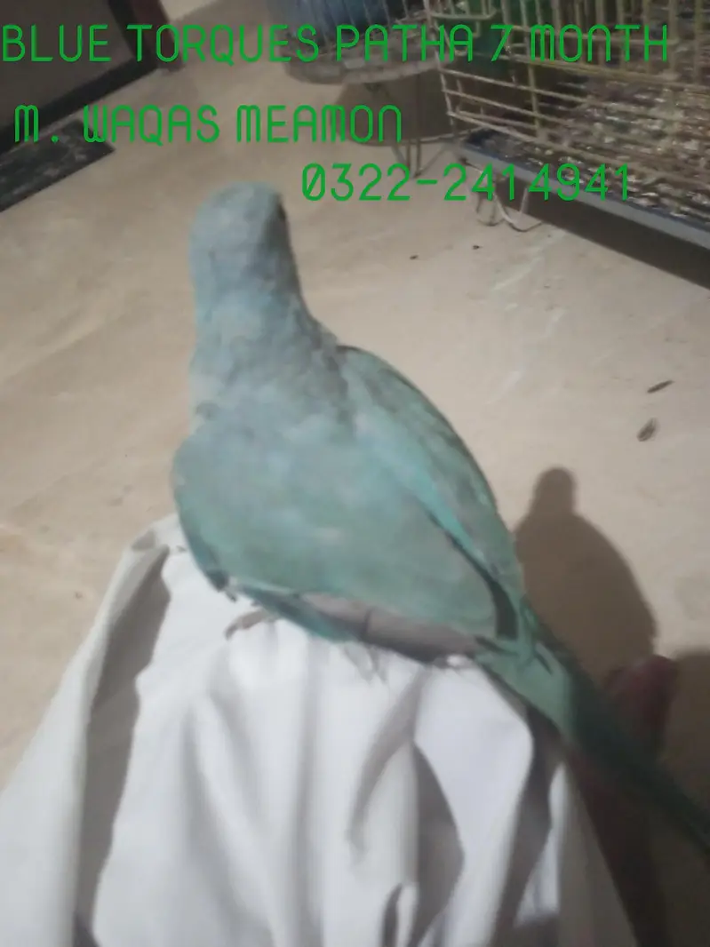 I am selling my talking and tame parrots PLEASE READ ADD FIRST. — photo 4