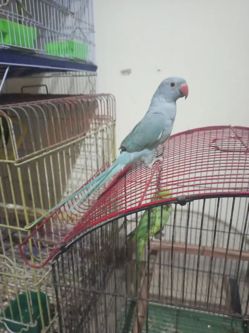 I am selling my talking and tame parrots PLEASE READ ADD FIRST. — photo 5